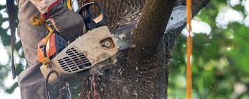 How Our Tree Care Process Works  in  Petersburg, IL