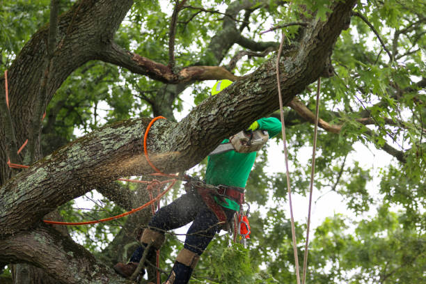 Professional Tree Care in Petersburg, IL