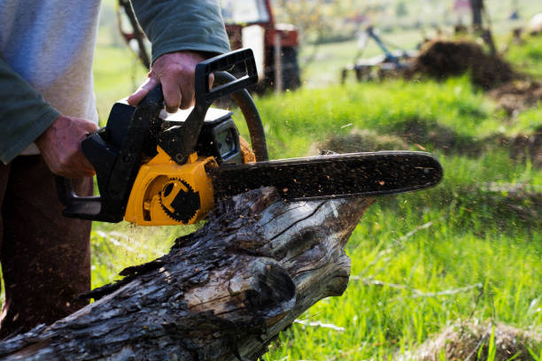 How Our Tree Care Process Works  in  Petersburg, IL